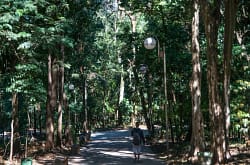 Bosque-Central-de-Londrina-sob-o-olhar-da-populaca0295060201